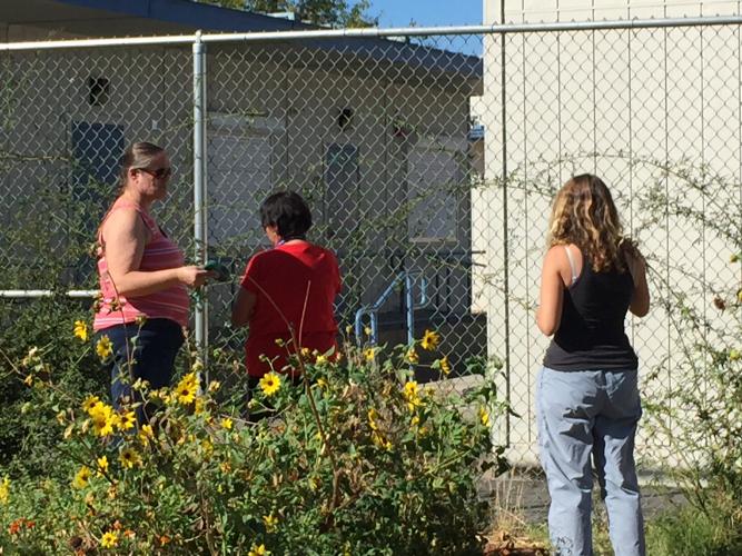 Pacific participates in Green Day of Service, Saturday, September 26th. Ms. Borgman, Mrs. Johnson and Mrs. Bettencourt in the garden.